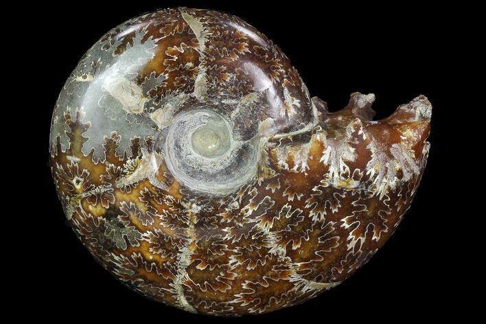Polished, Agatized Ammonite (Cleoniceras) - Madagascar #97349
